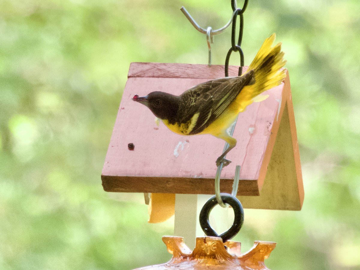 Baltimore Oriole - ML638305960