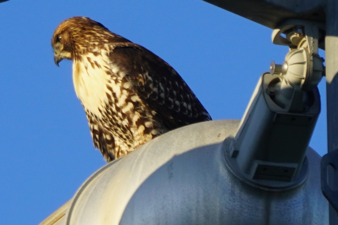 Red-tailed Hawk - ML638305962
