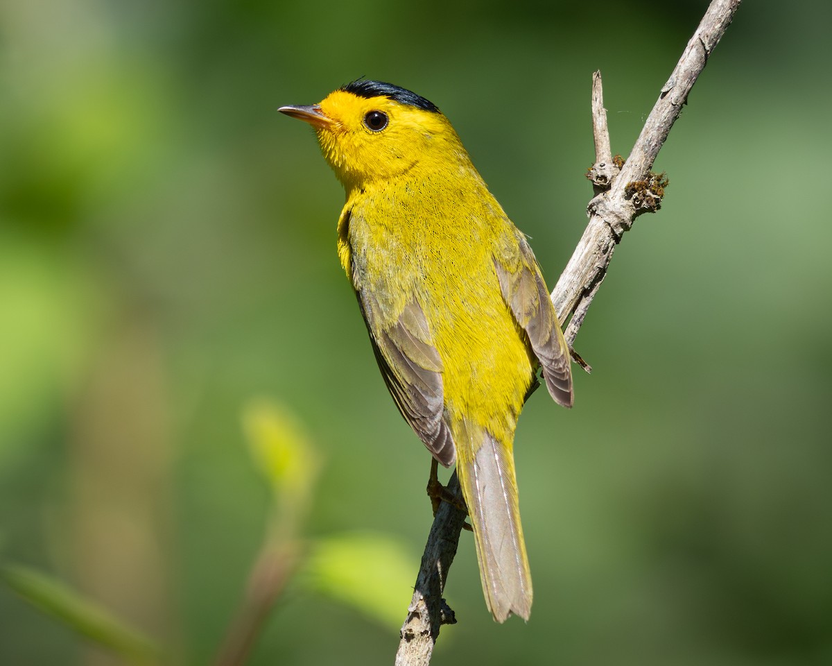 Wilson's Warbler - ML638305978