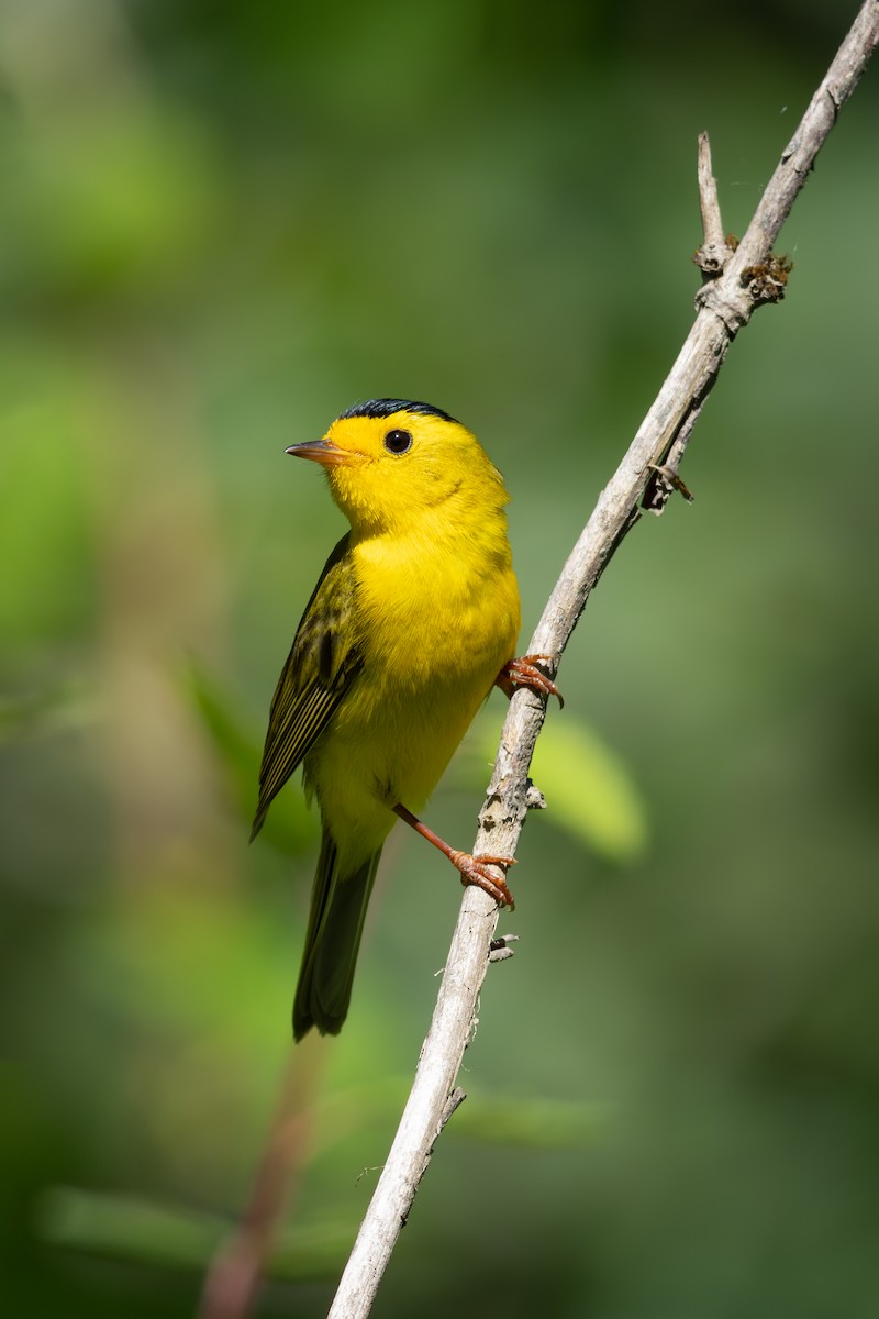 Wilson's Warbler - ML638305979