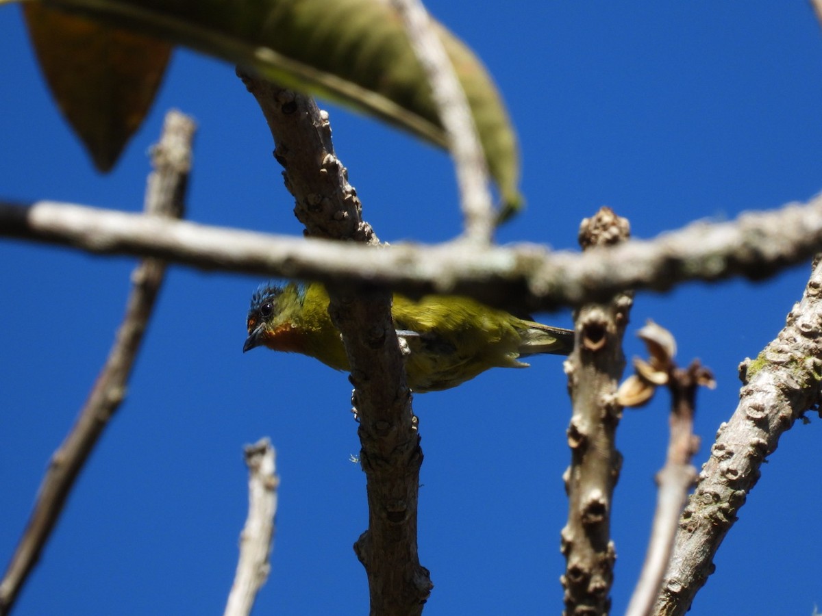 Elegant Euphonia - ML638305982