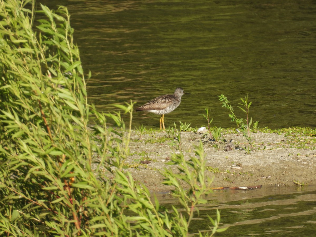 Greater Yellowlegs - ML638305983