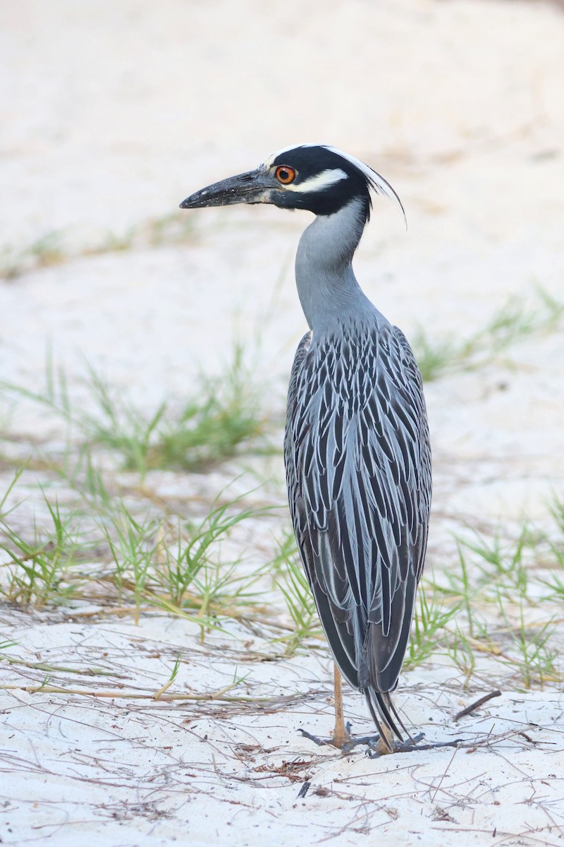Yellow-crowned Night Heron - ML638305990