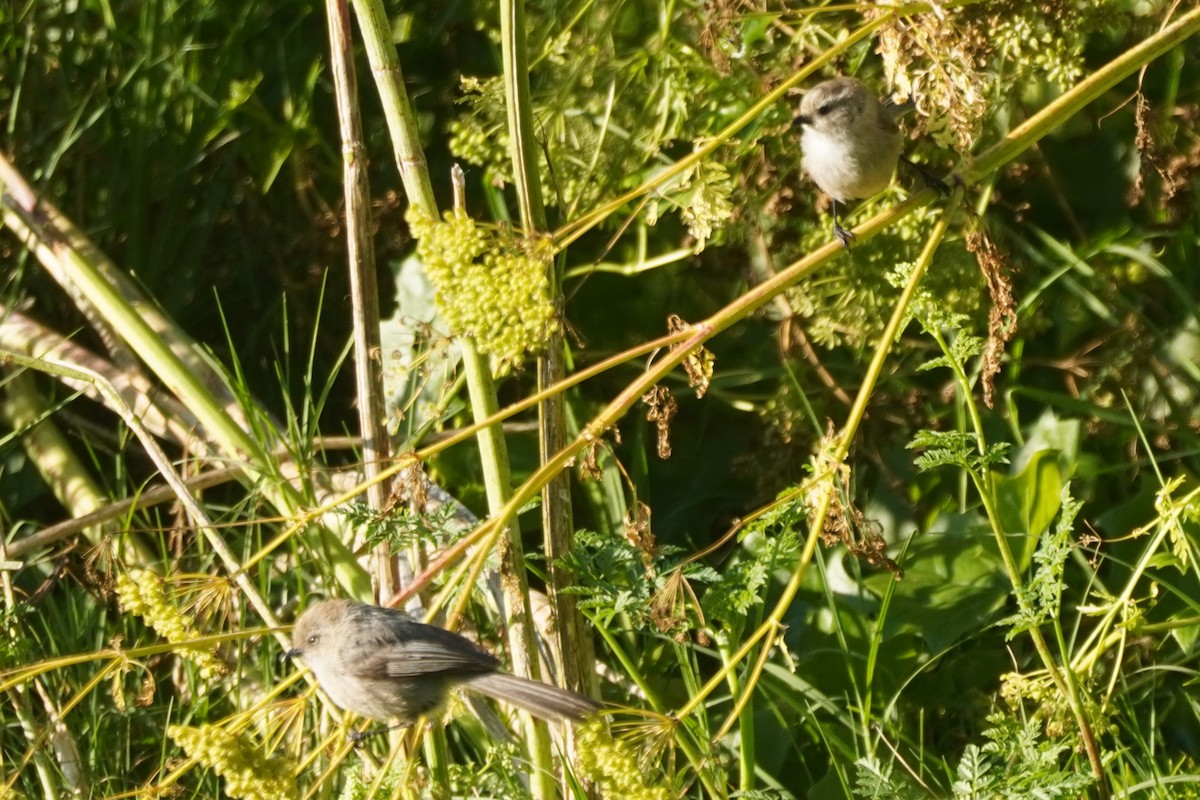Bushtit - ML638305991