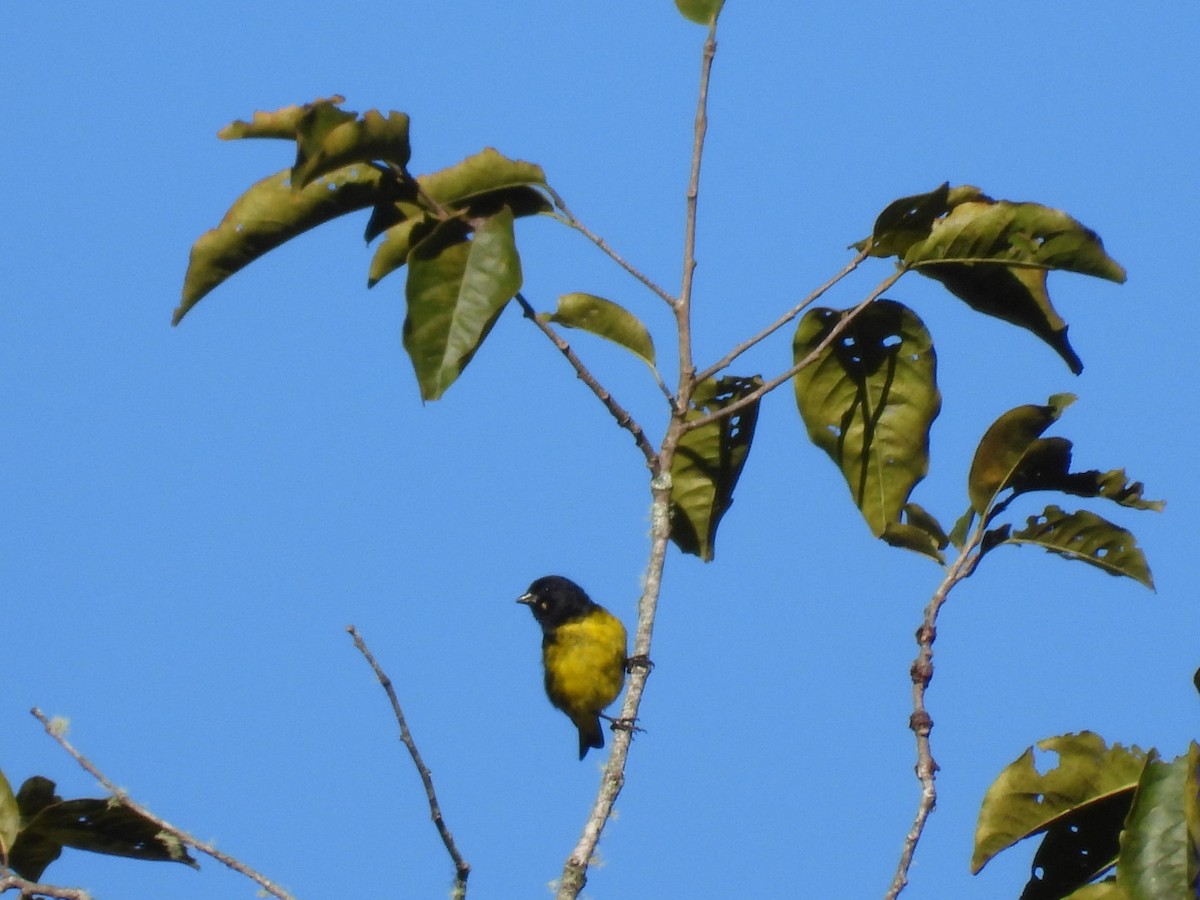 Yellow-bellied Siskin - ML638305993