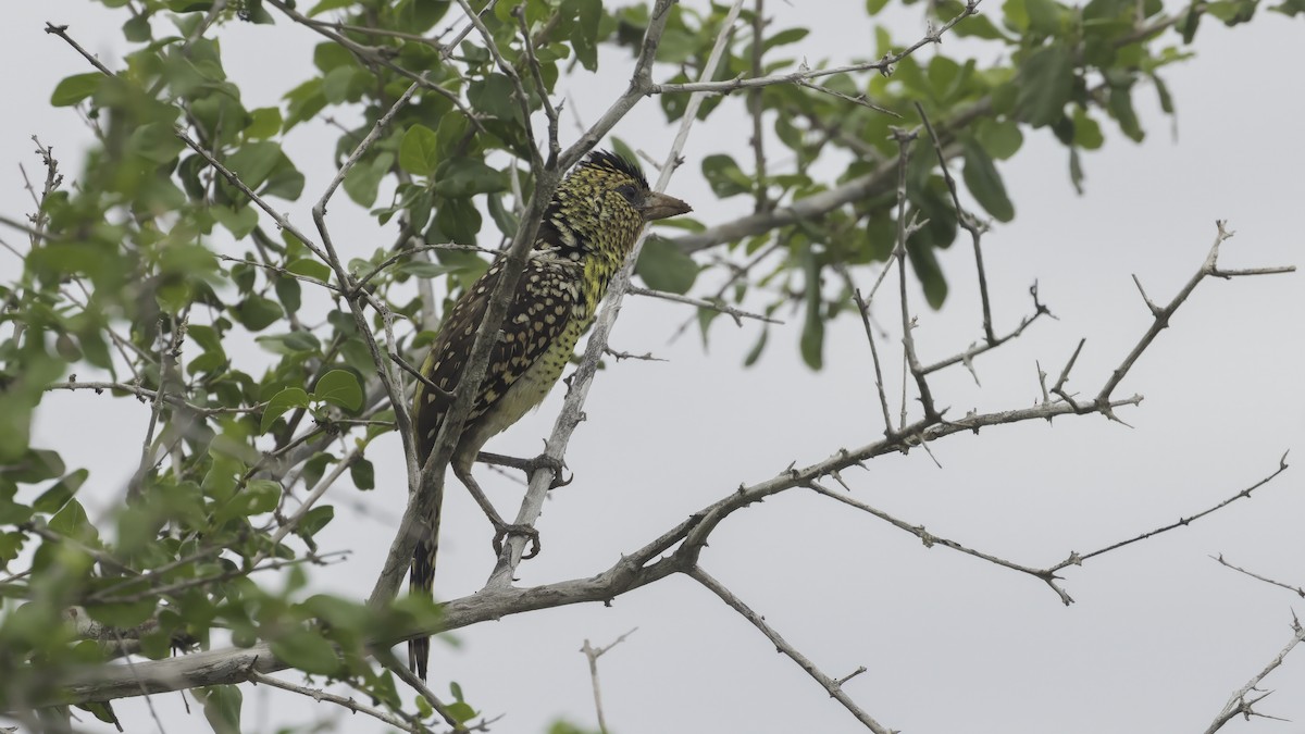 D'Arnaud's Barbet (D'Arnaud's) - ML638305997