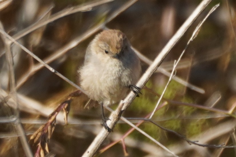 Bushtit - ML638305998
