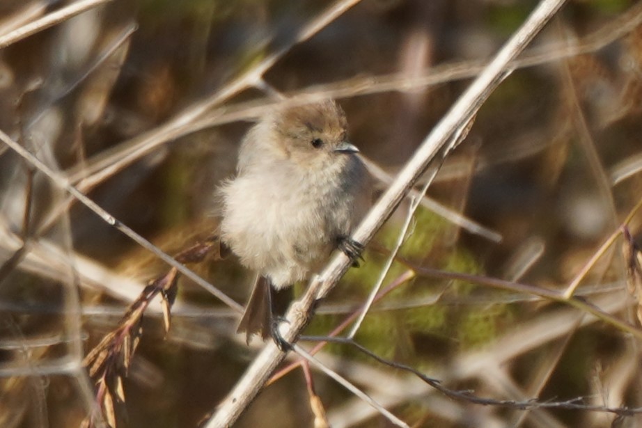 Bushtit - ML638306002