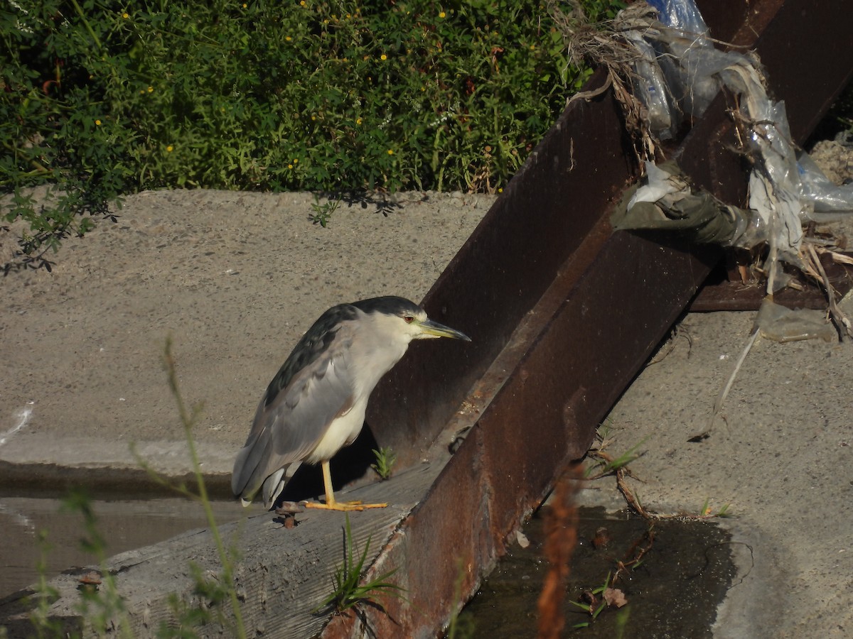 Black-crowned Night Heron - ML638306003
