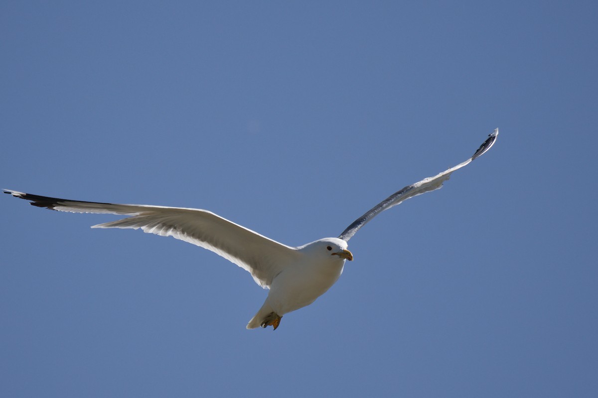 California Gull - ML638306004