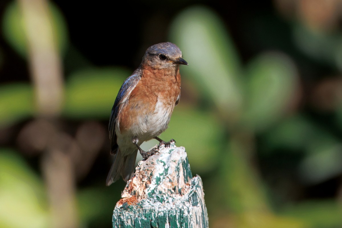Eastern Bluebird - ML638306007
