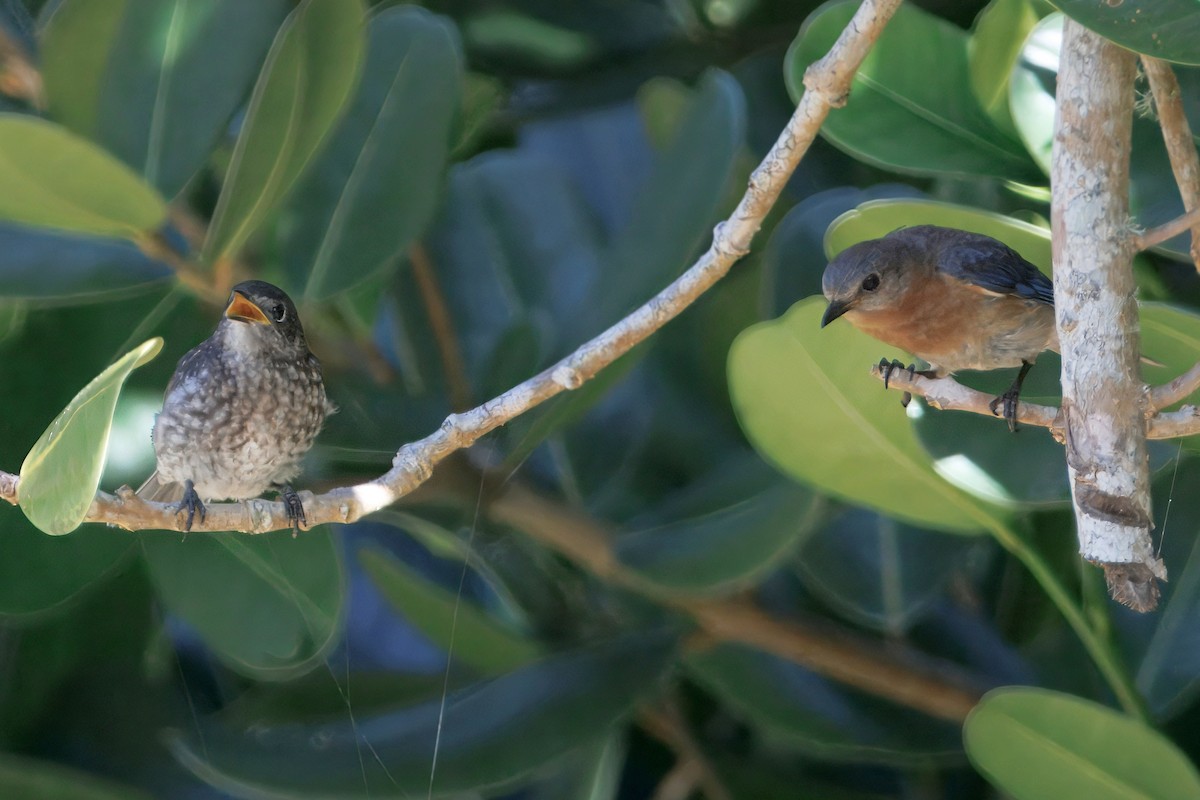 Eastern Bluebird - ML638306009
