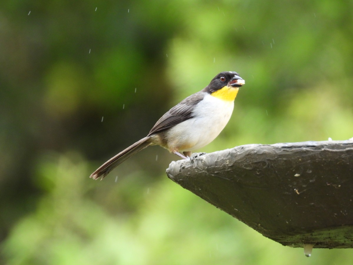 White-naped Brushfinch - ML638306010