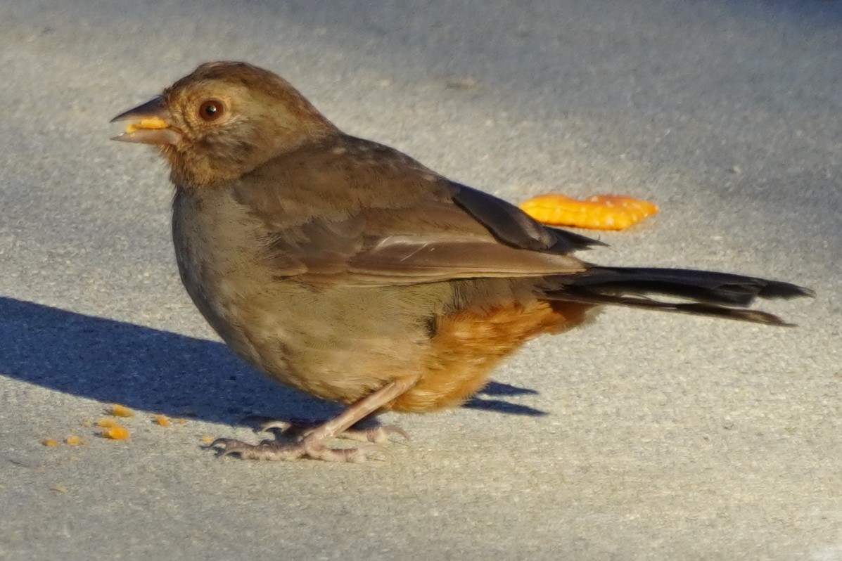 California Towhee - ML638306011