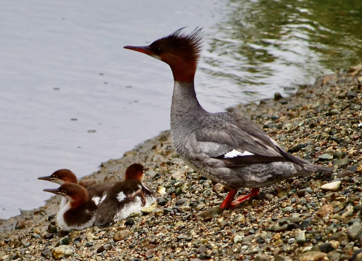 Common Merganser - ML638306014