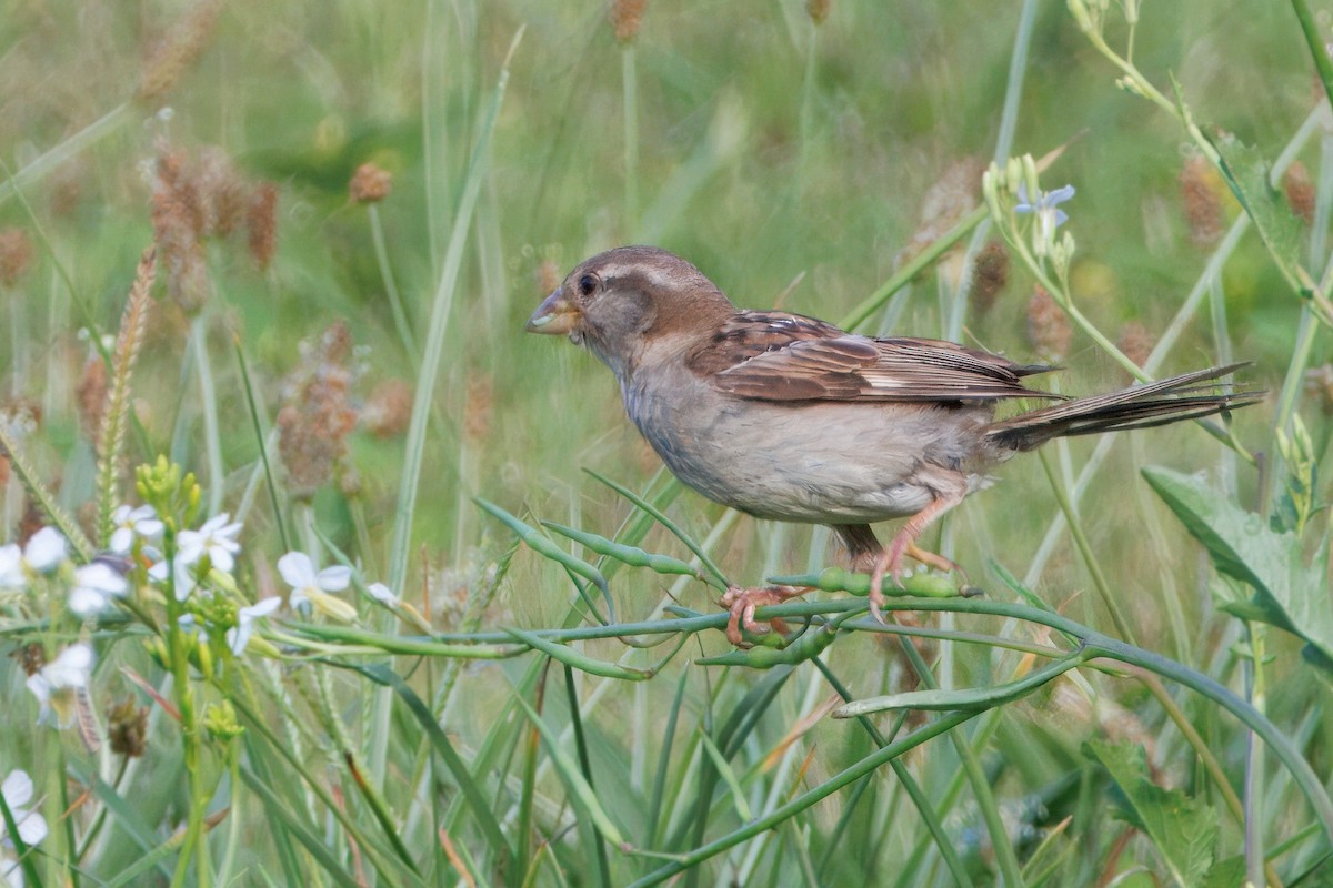 House Sparrow - ML638306015