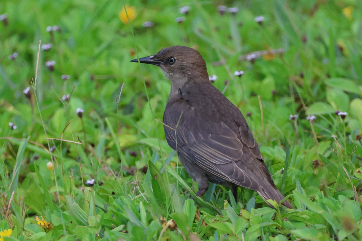 European Starling - ML638306018