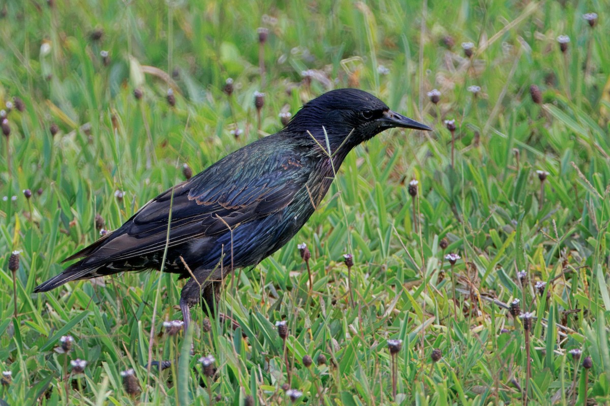 European Starling - ML638306020