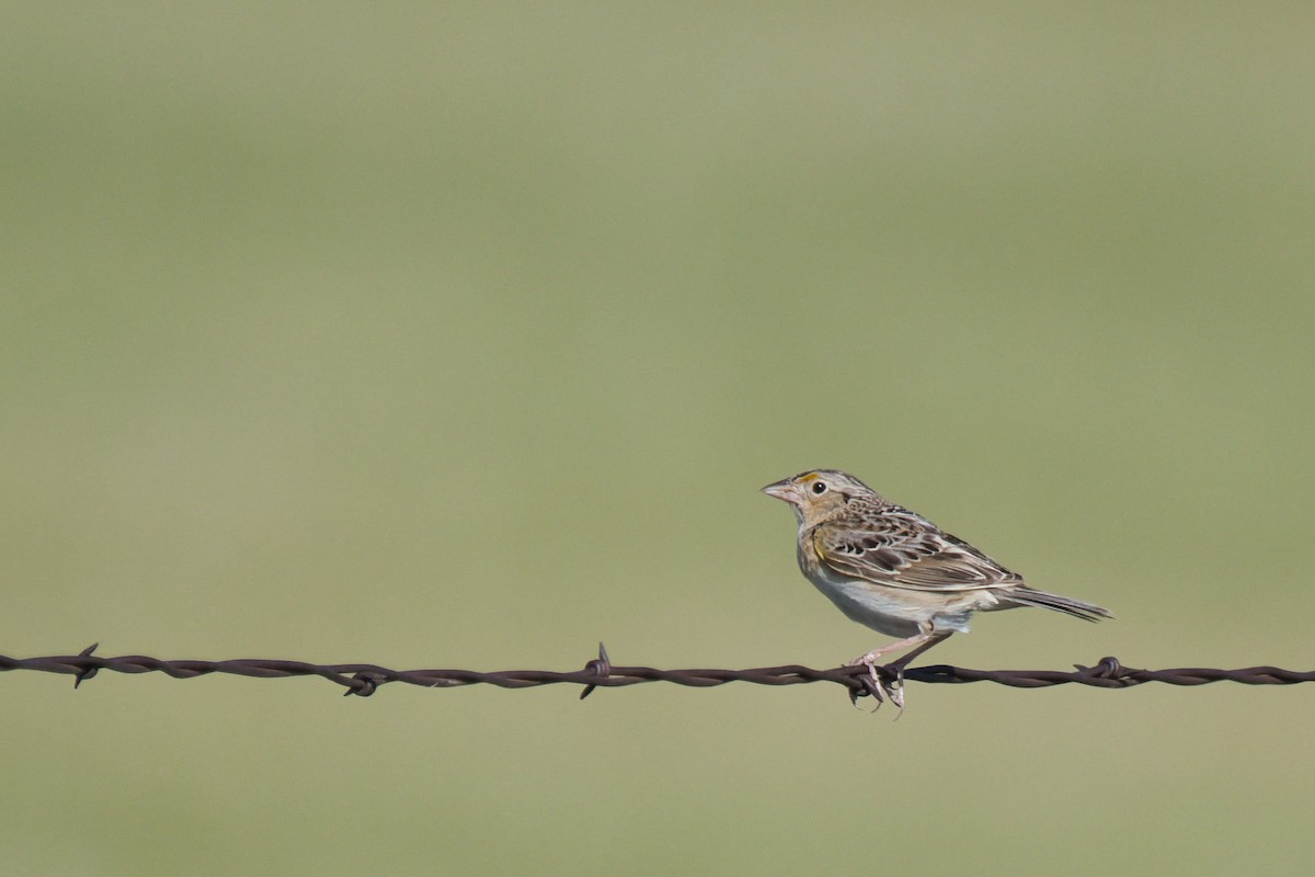 Grasshopper Sparrow - ML638306035