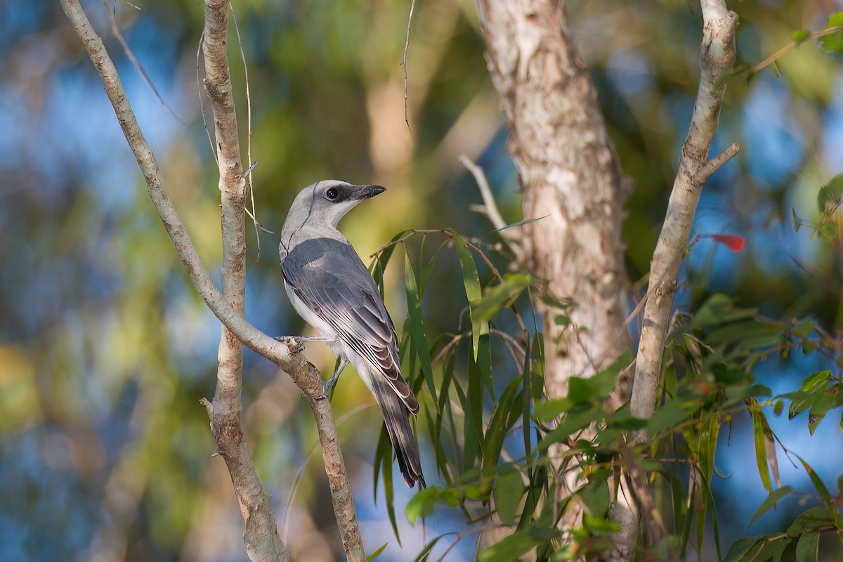 White-bellied Cuckooshrike - ML638306038