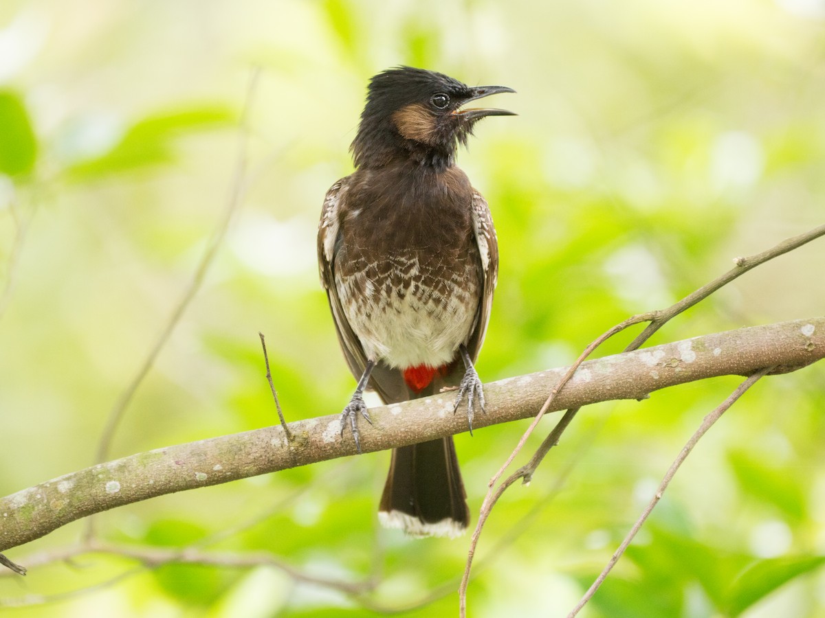bulbul šupinkový - ML638306043