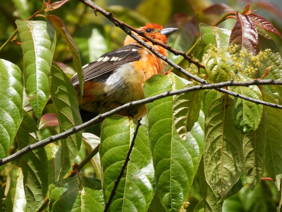 Flame-colored Tanager - ML638306046