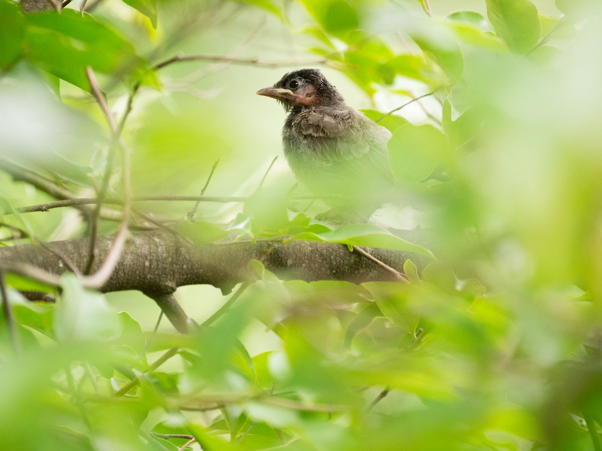 bulbul šupinkový - ML638306051