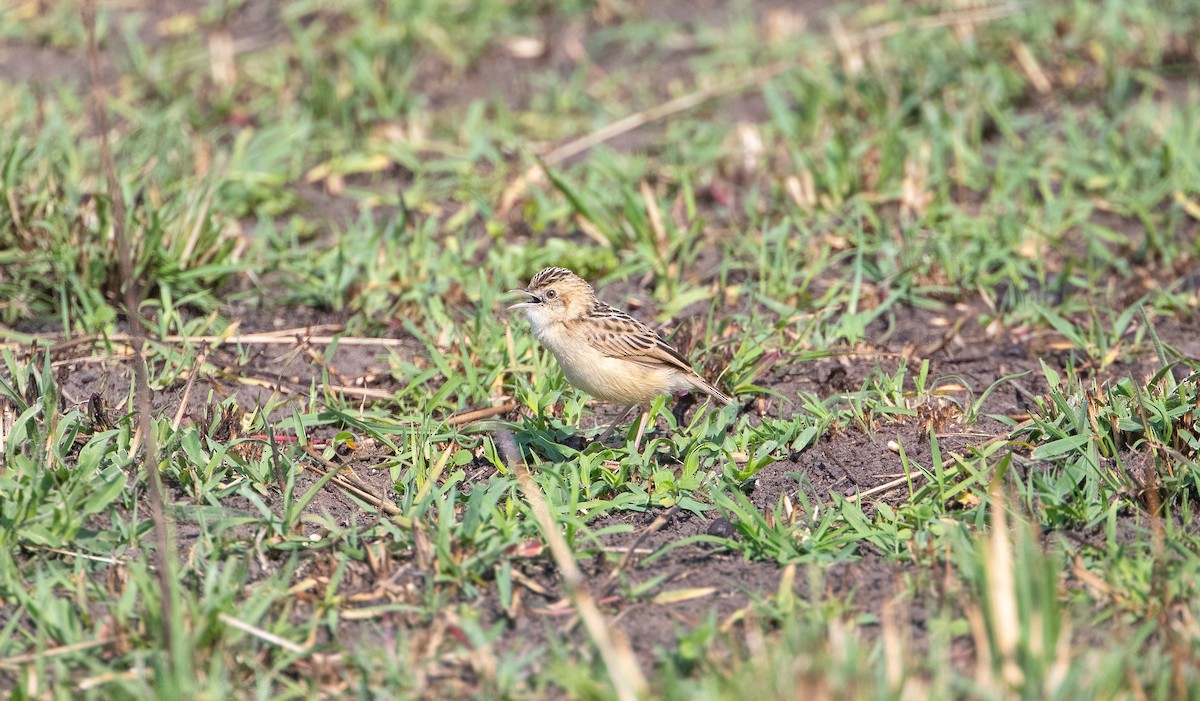 Pectoral-patch Cisticola - ML638306053