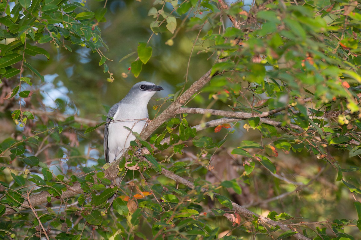 White-bellied Cuckooshrike - ML638306058