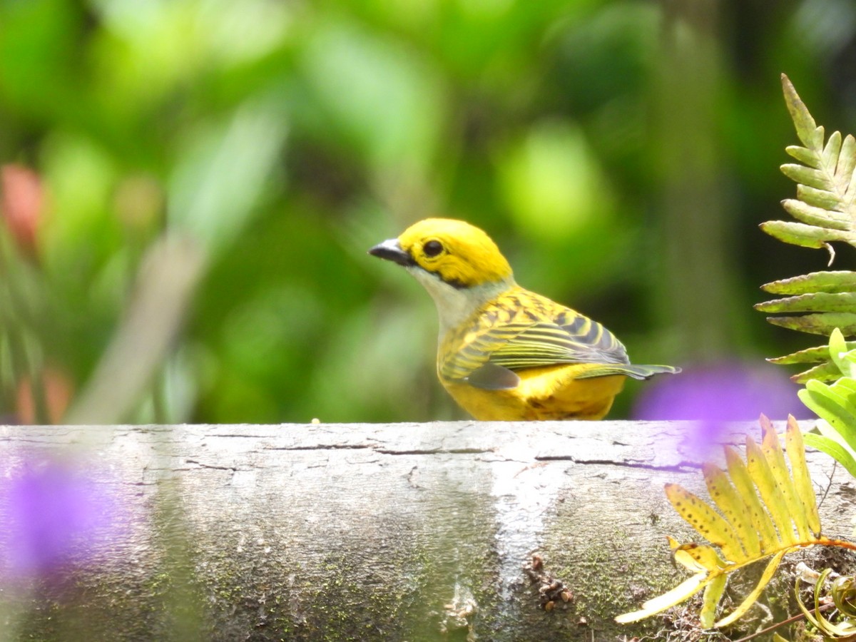 Silver-throated Tanager - ML638306059