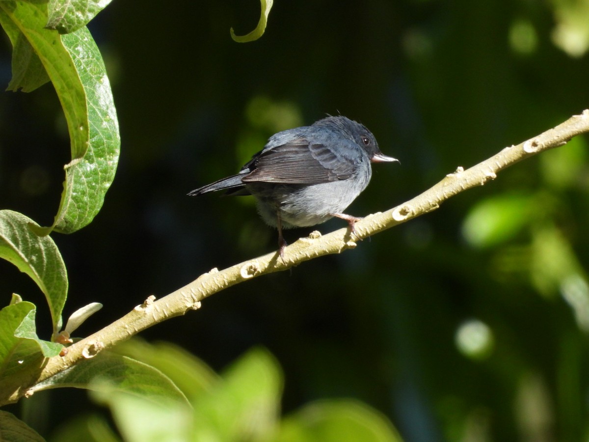 Slaty Flowerpiercer - ML638306063