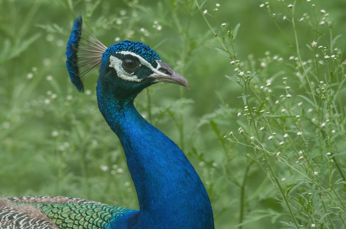 Indian Peafowl - ML638306076