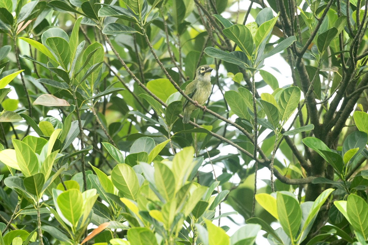 Coppersmith Barbet - ML638306077