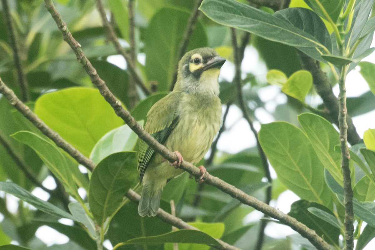 Coppersmith Barbet - ML638306080