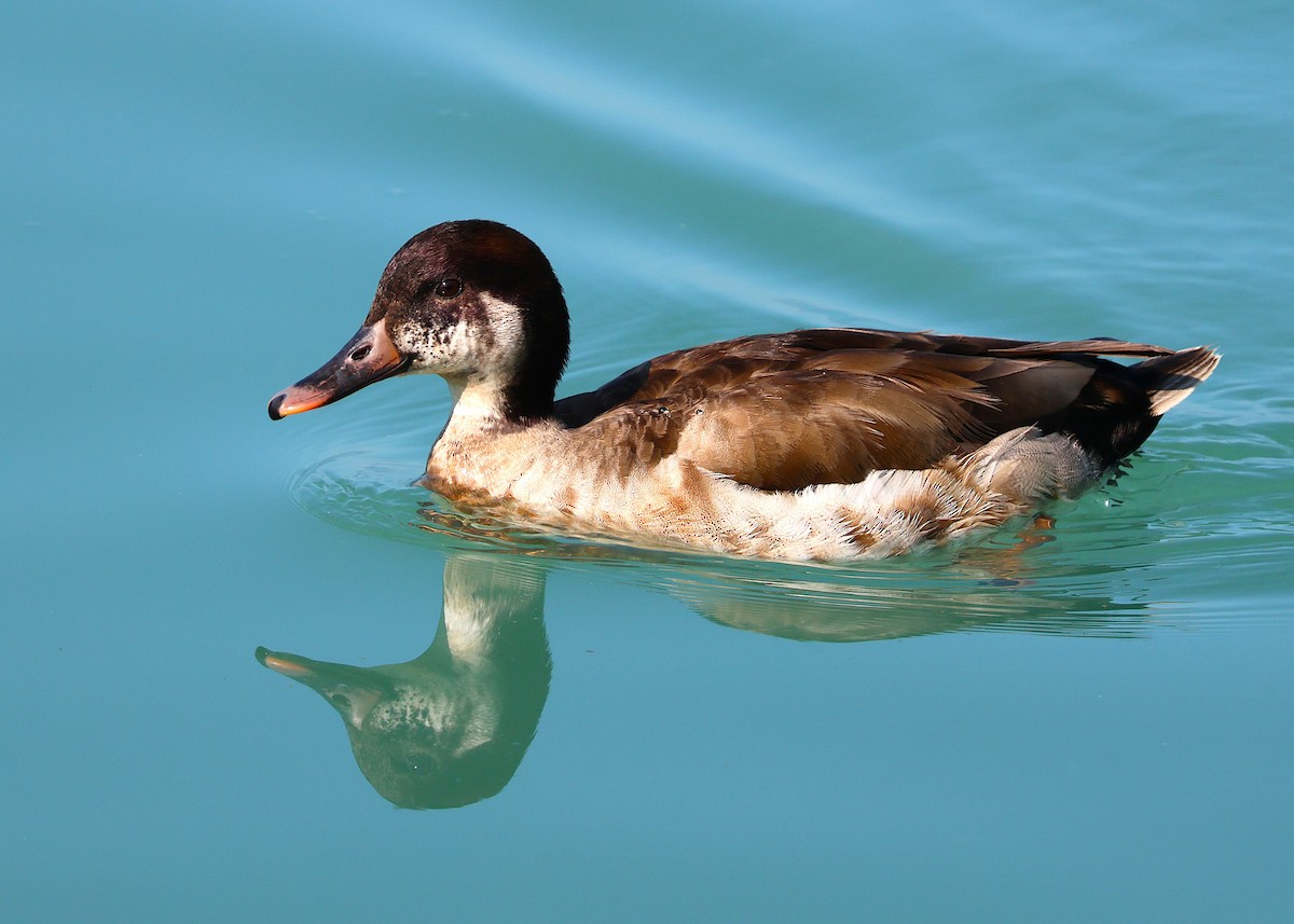 Red-crested Pochard - ML638306102