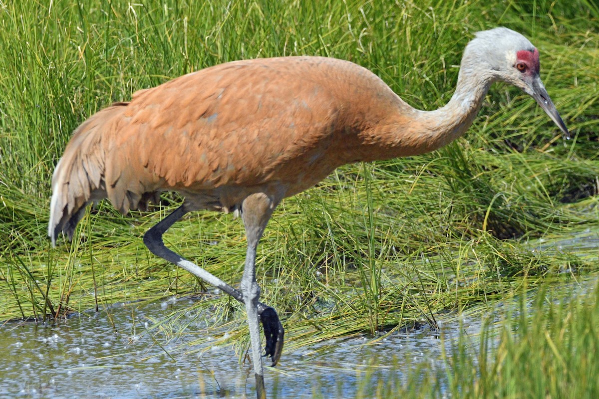 Sandhill Crane - ML638306103