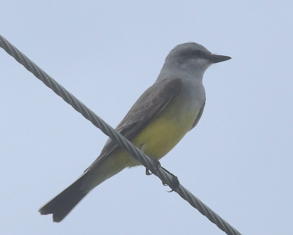 Western Kingbird - ML638306104