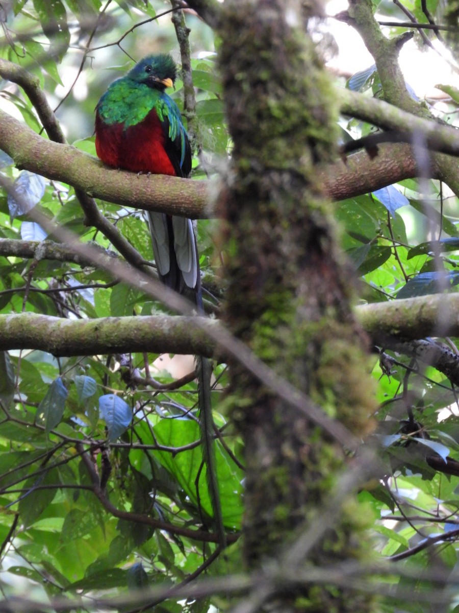 Resplendent Quetzal - ML638306105
