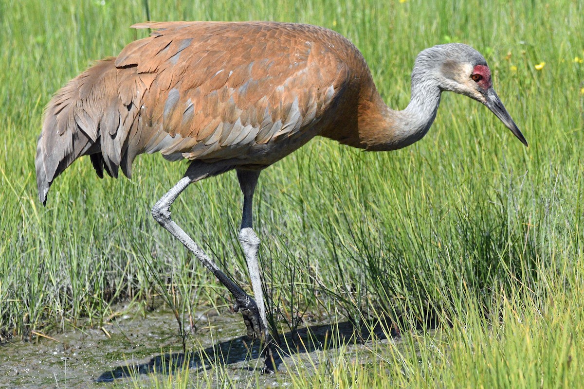 Sandhill Crane - ML638306107