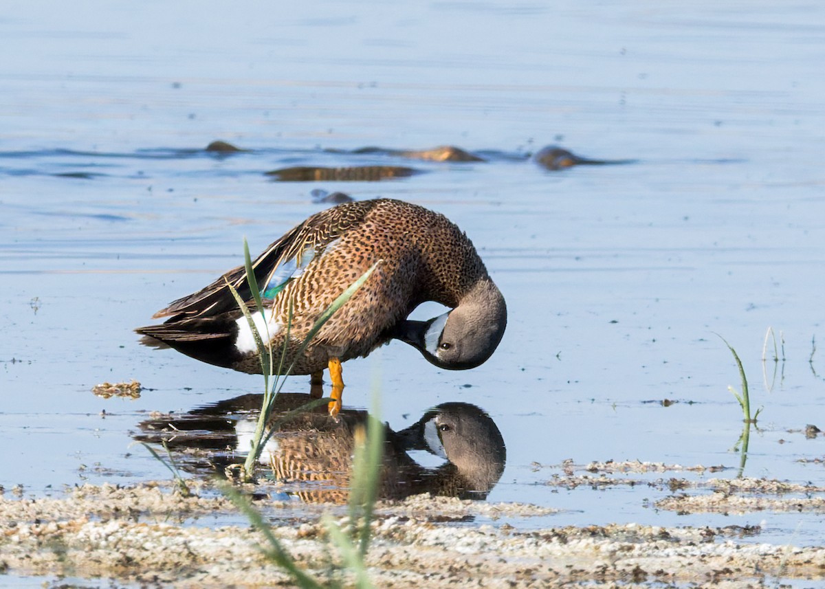 Blue-winged Teal - ML638306108