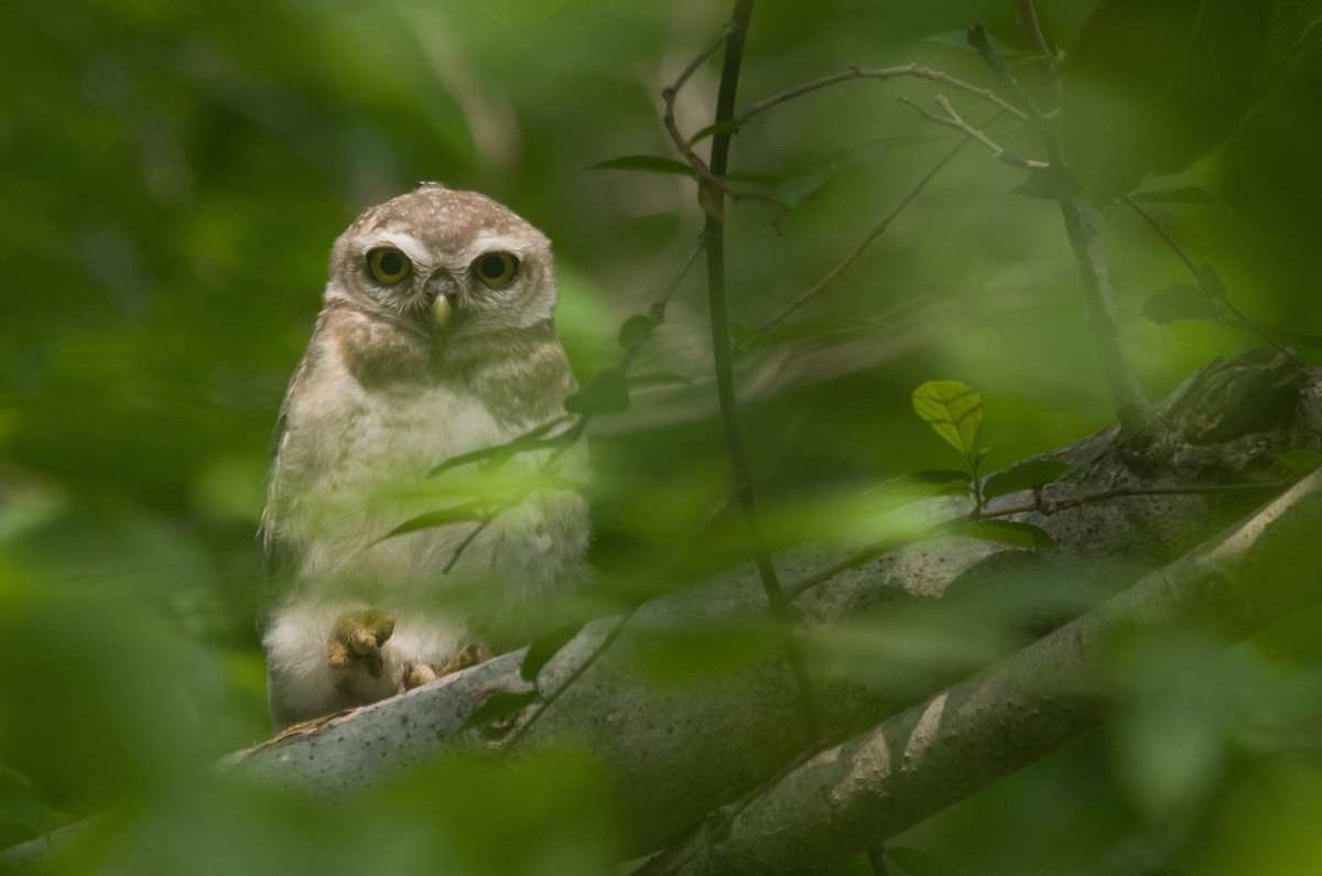 Spotted Owlet - ML638306112