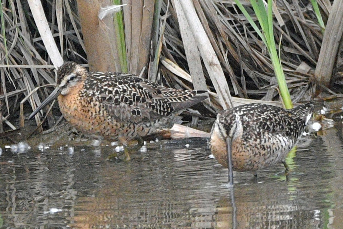 Short-billed Dowitcher - ML638306113