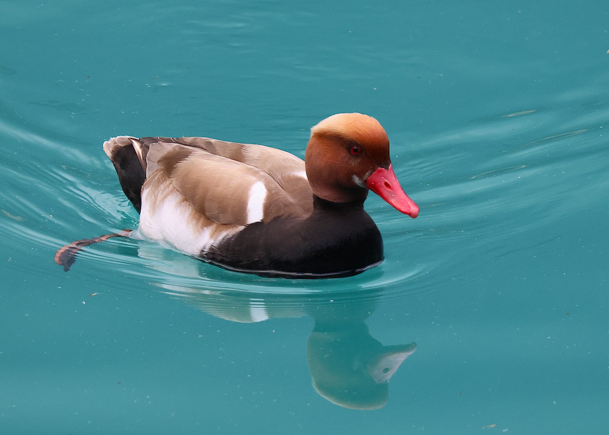 Red-crested Pochard - ML638306117