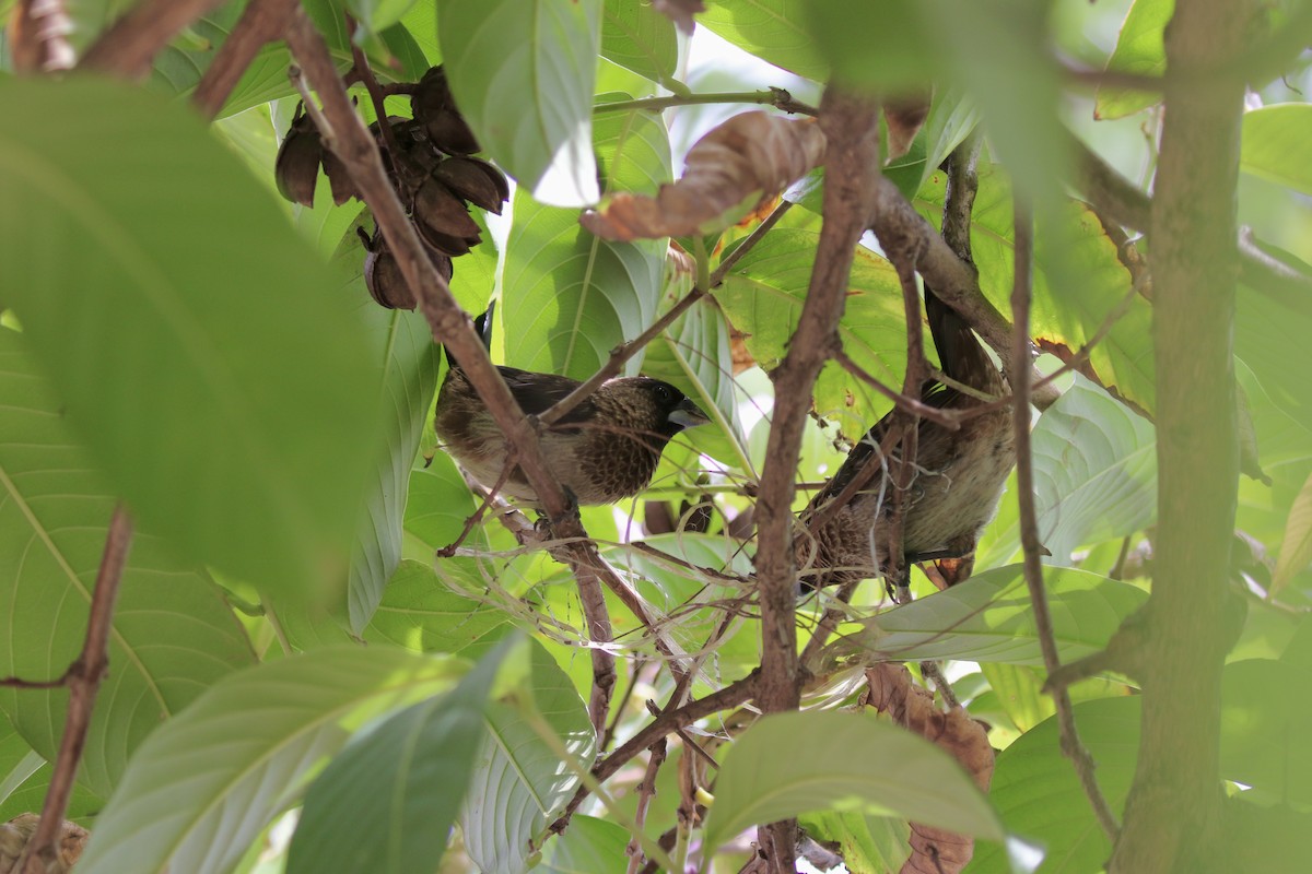 White-rumped Munia - ML638306121