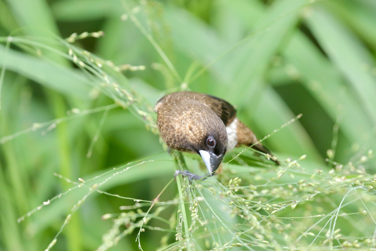 White-rumped Munia - ML638306122