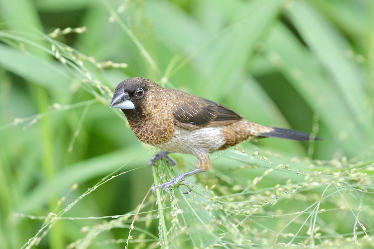 White-rumped Munia - ML638306123