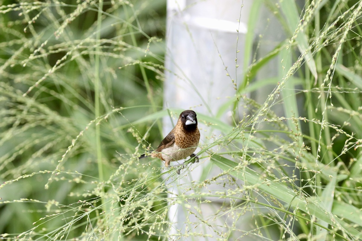 White-rumped Munia - ML638306124