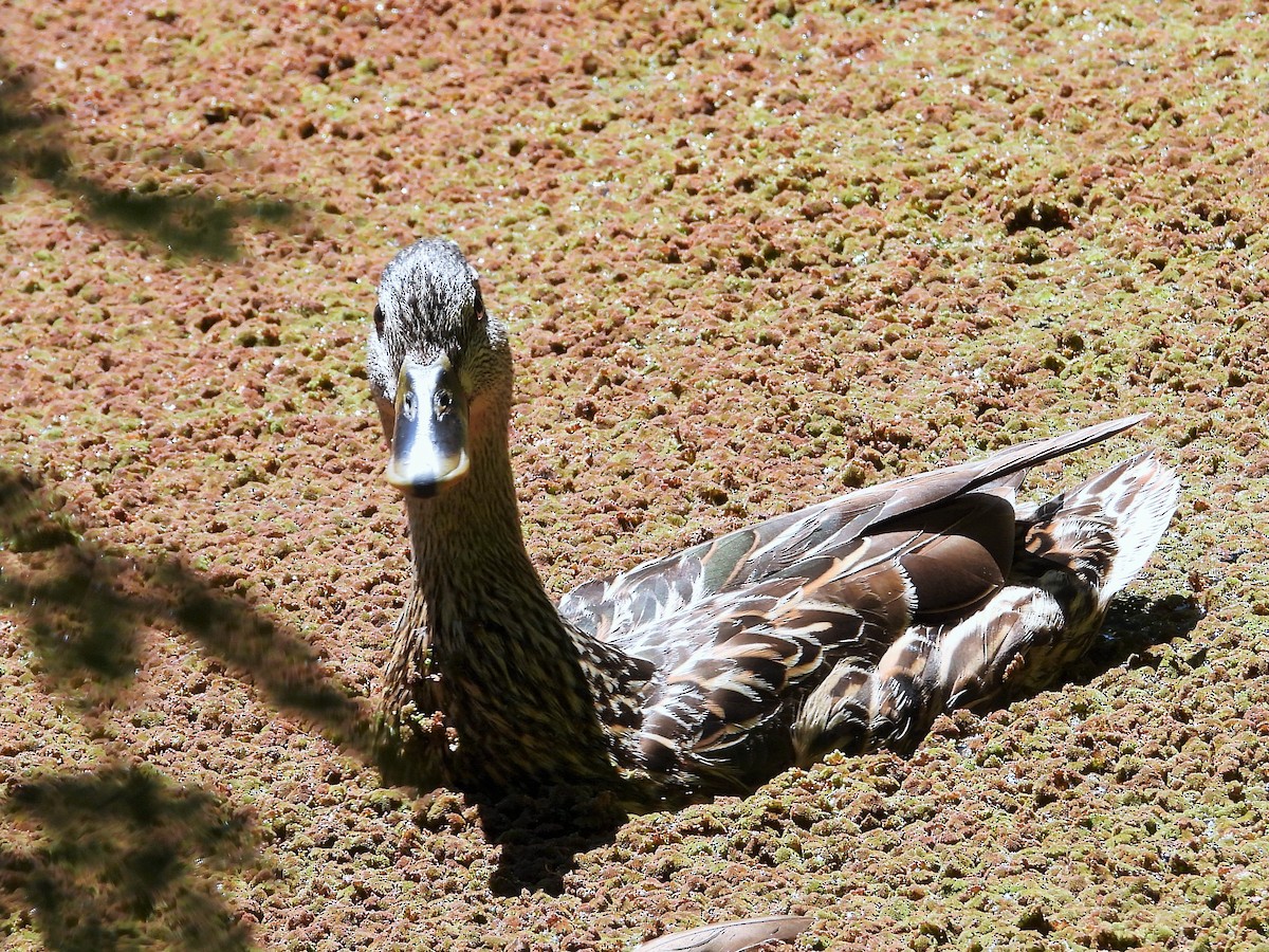 Mallard - ML638306125