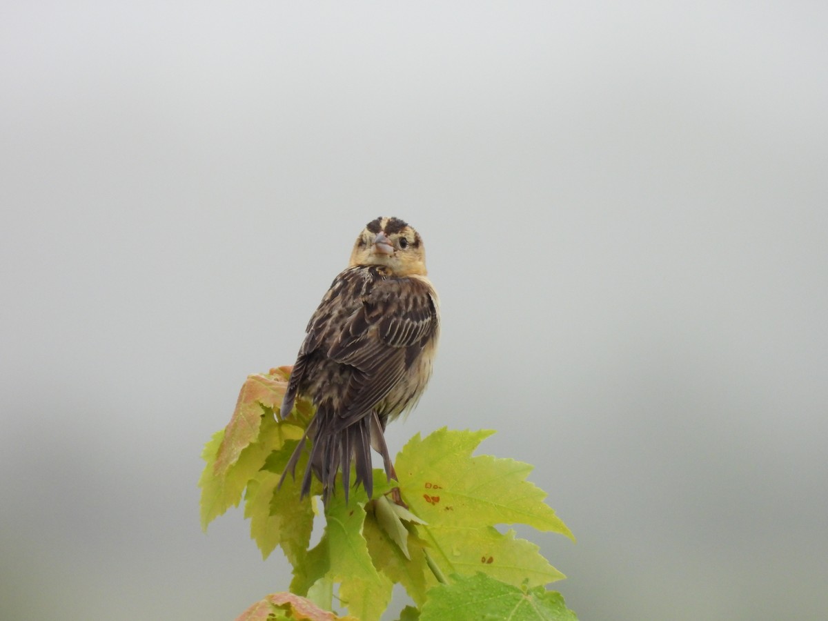 Bobolink - ML638306128