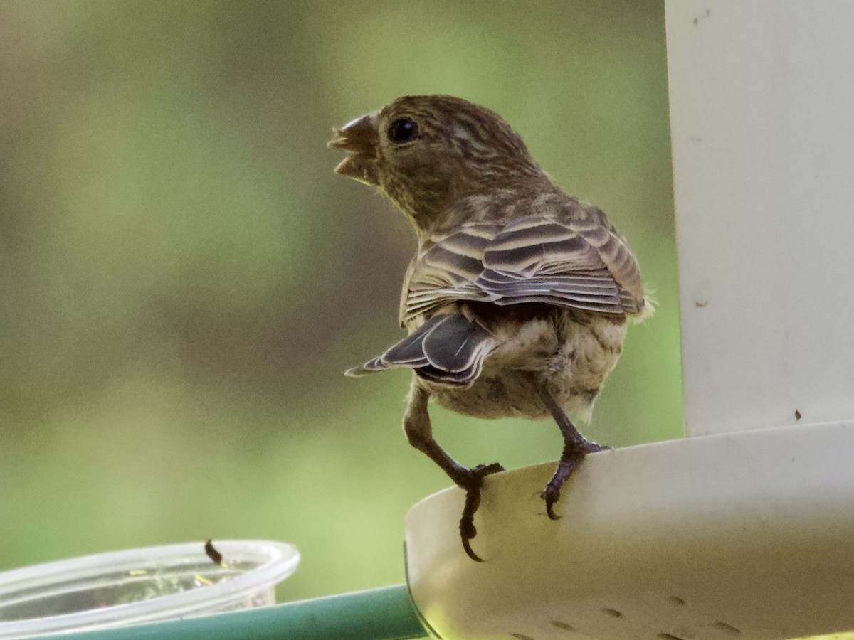 House Finch - ML638306129